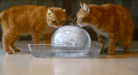1568173142137231.gif 微信图片_20190911113736.gif