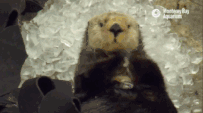 1568173119933846.gif 微信图片_20190911113723.gif