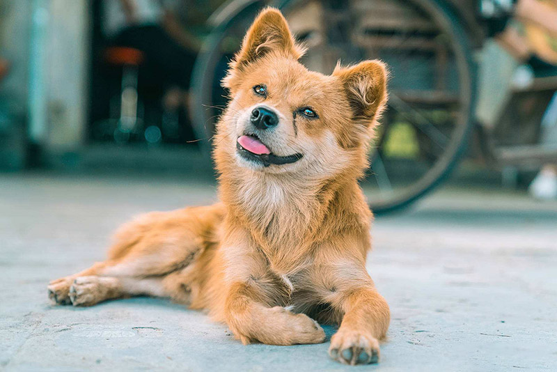 1574217379776010.jpg 田园犬3.jpg