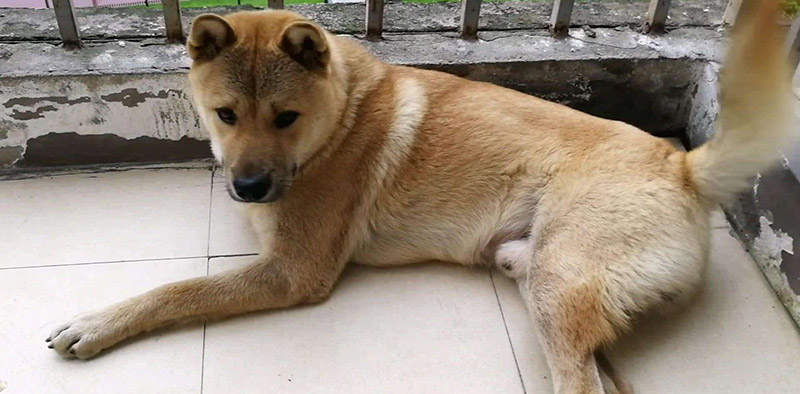 1574217367133694.jpg 田园犬1.jpg
