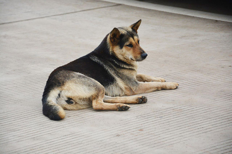 1574217353701969.jpg 田园犬.jpg