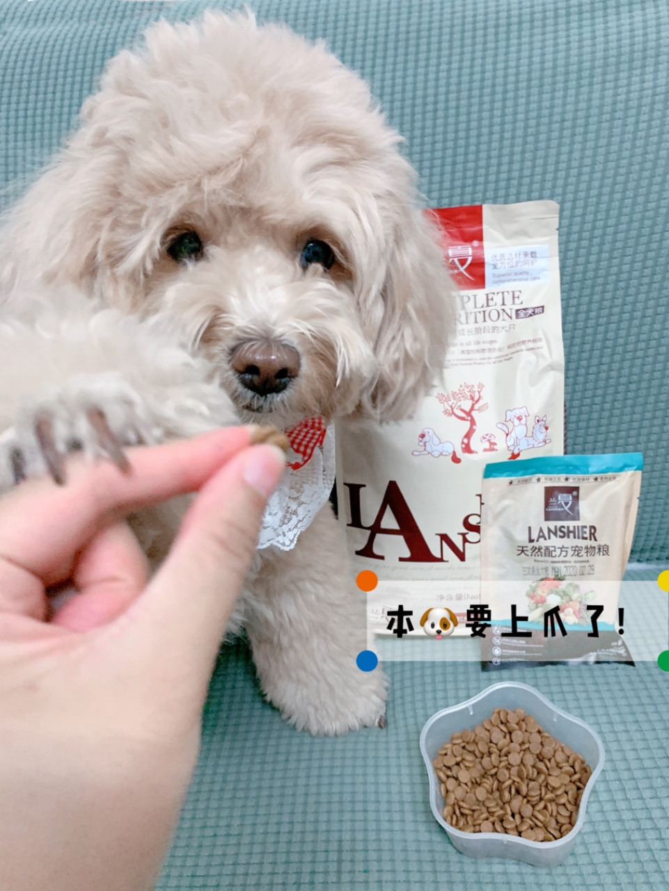 幼犬泰迪吃什么狗粮比较好,推荐兰夏幼犬粮 幼犬泰迪吃什么狗粮比较好,推荐兰夏幼犬粮