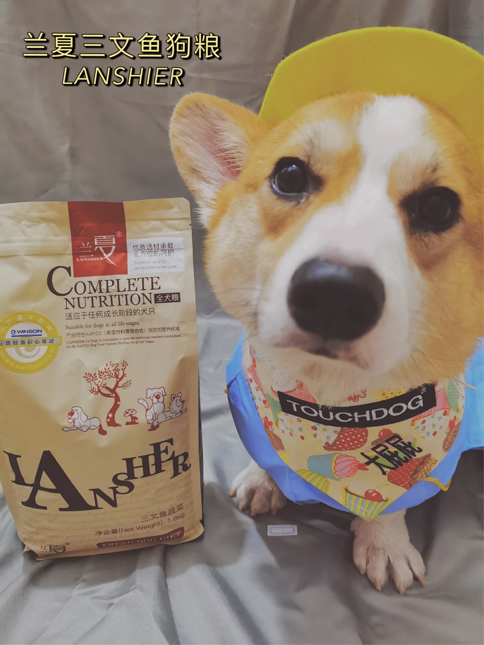 柯基犬吃什么狗粮好,推荐兰夏三文鱼粮 柯基犬吃什么狗粮好,推荐兰夏三文鱼粮