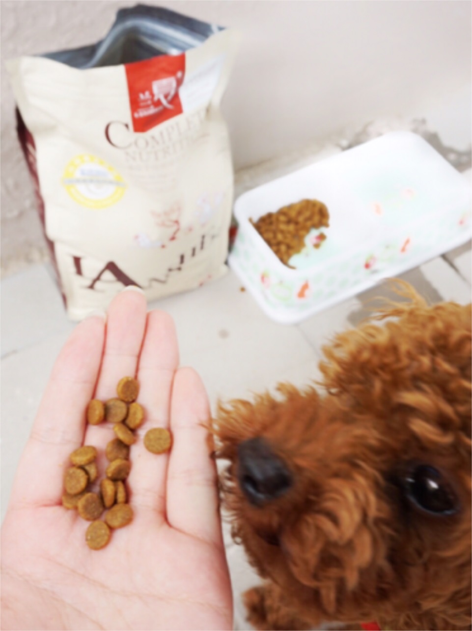 泰迪吃哪种狗粮好?首选兰夏天然粮 泰迪吃哪种狗粮好?首选兰夏天然粮