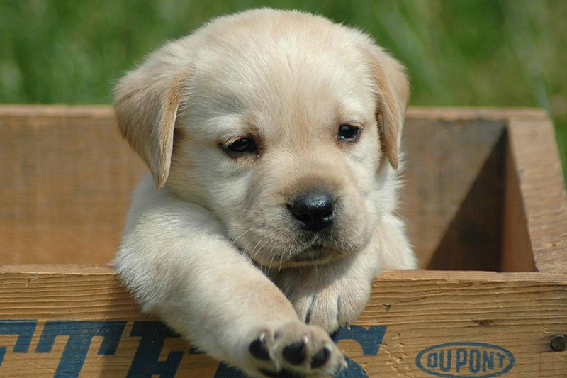 你知道怎么给拉布拉多幼犬喂食幼犬粮吗? 你知道怎么给拉布拉多幼犬喂食幼犬粮吗?