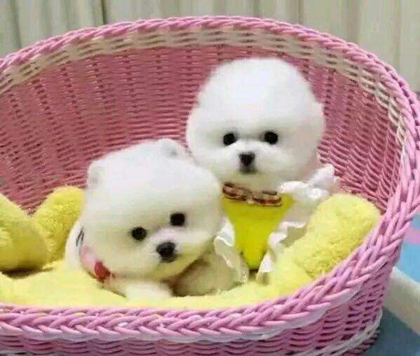 幼犬可以食用什么样的狗粮呢? 幼犬可以食用什么样的狗粮呢?
