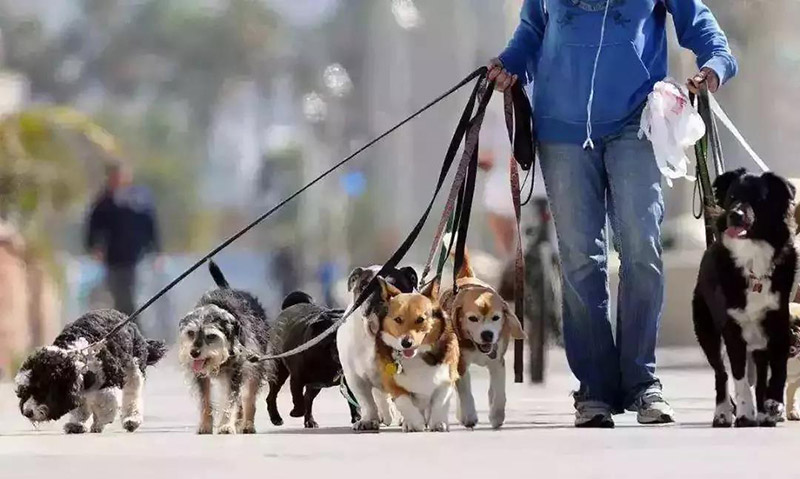 哈士奇幼犬适合吃什么狗粮,推荐兰夏三文鱼狗粮 哈士奇幼犬适合吃什么狗粮,推荐兰夏三文鱼狗粮